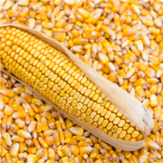 Кукуруза,  купить зерно в Минске с Доставкой